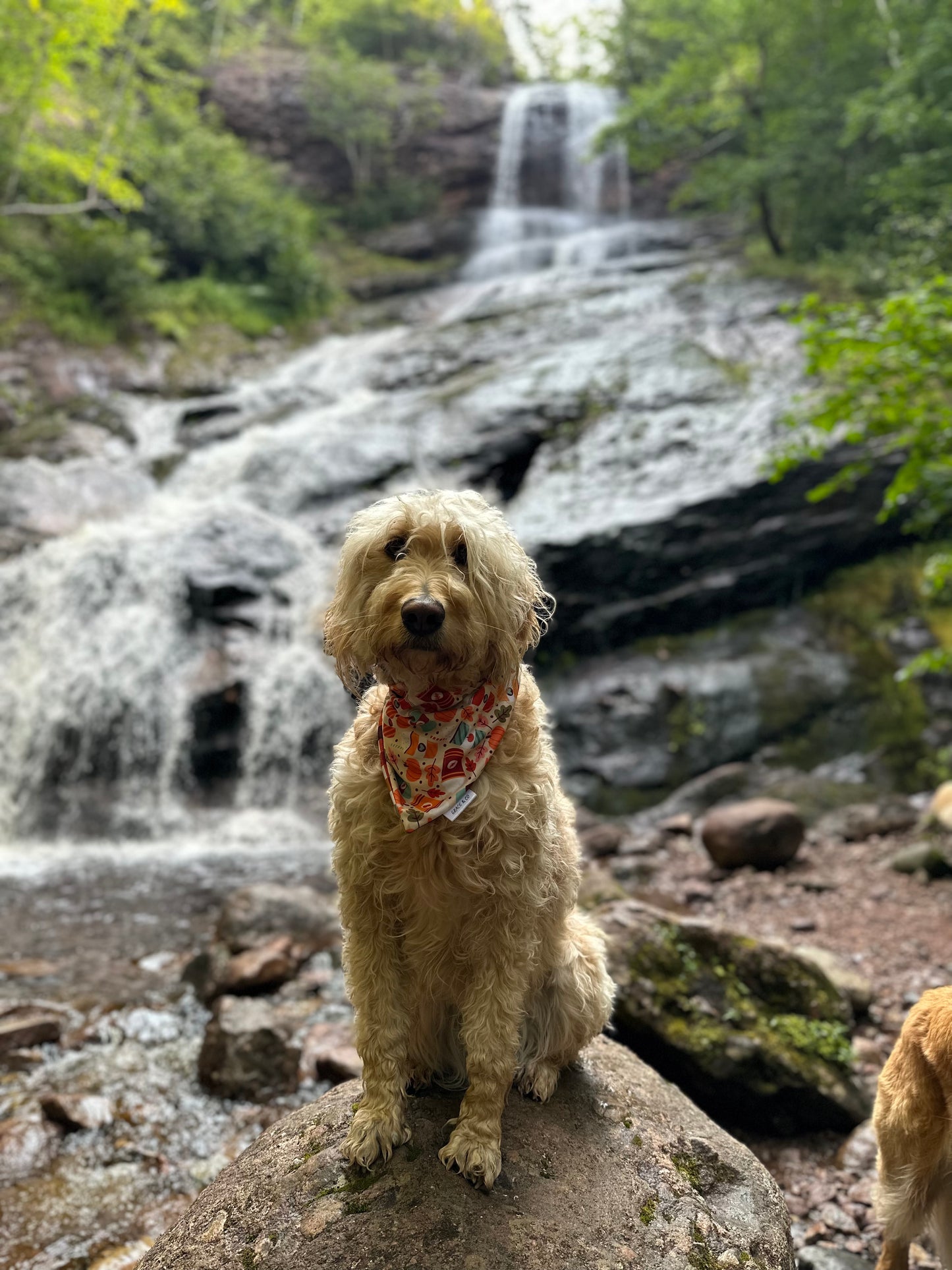 PSL; 2 in 1 Double Sided Fall Dog Bandana