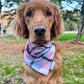 Hiking Buddy: Reversible, 2 in 1 Dog Bandana