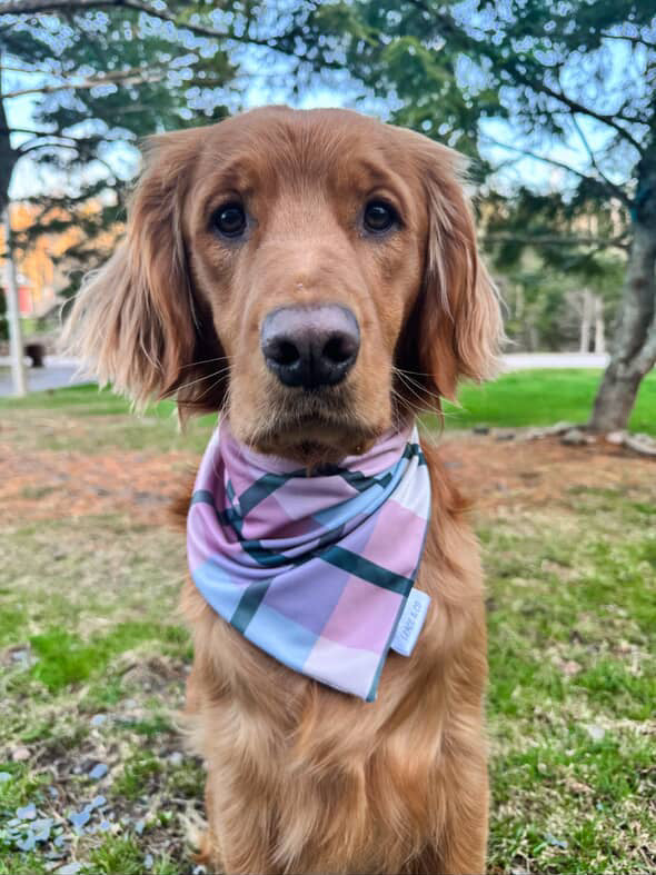 Hiking Buddy: Reversible, 2 in 1 Dog Bandana
