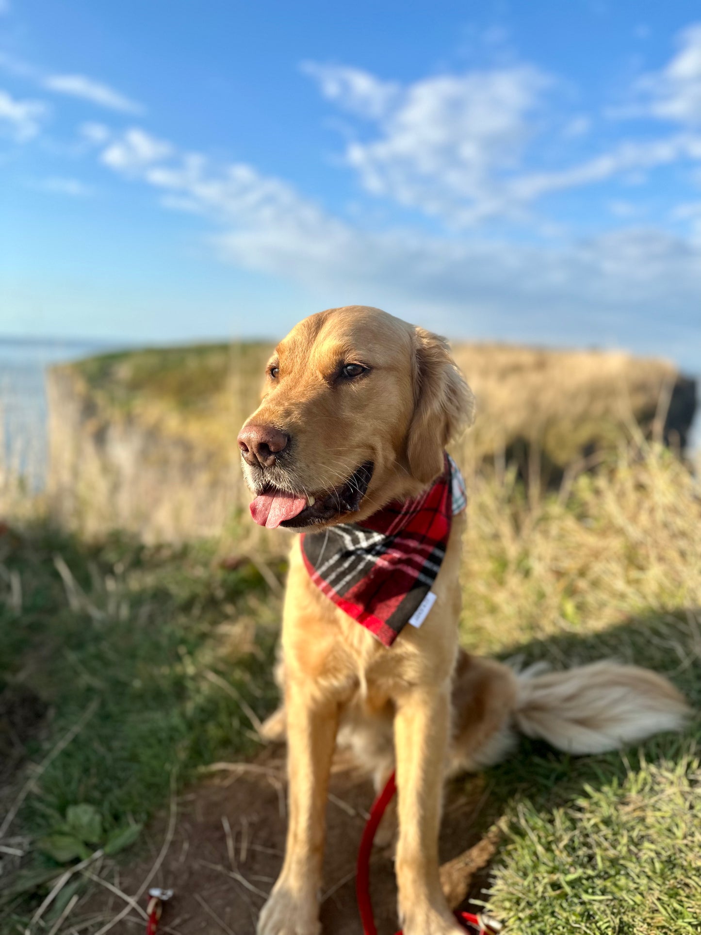 Red & Brown Cozy Flannel Christmas Plaid, Dog Bandana