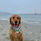 Beach Shark: Reversible, 2 in 1 Dog Bandana