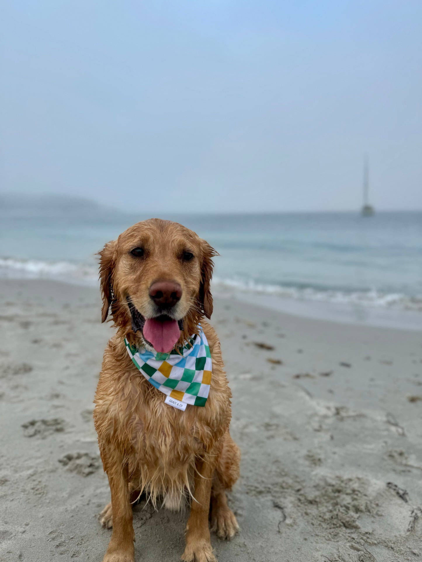Beach Shark: Reversible, 2 in 1 Dog Bandana