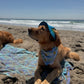 Floaties: Reversible, 2 in 1 Dog Bandanas