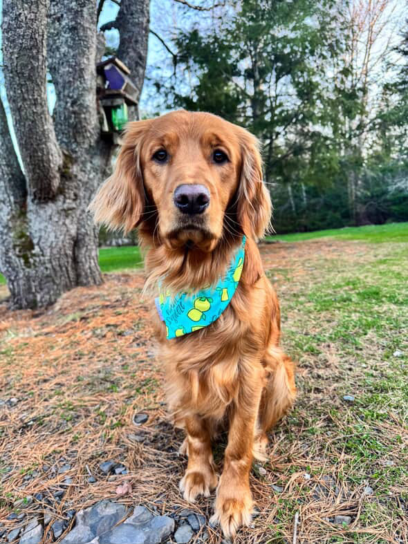 Main Squeeze, 2 in 1 Dog Bandana