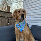 Floaties: Reversible, 2 in 1 Dog Bandanas