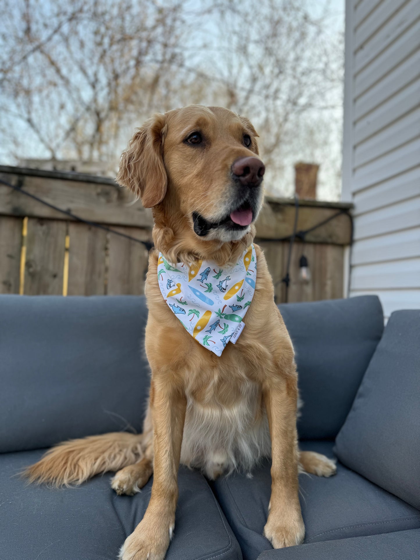 Beach Shark: Reversible, 2 in 1 Dog Bandana