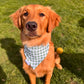 Camping Buddy: 2 in 1, Water Resistant Dog Bandana