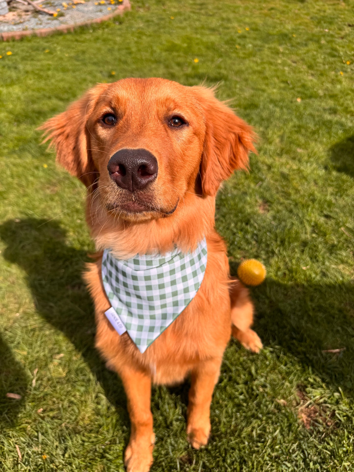 Camping Buddy: 2 in 1, Water Resistant Dog Bandana