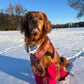 Up to Snow Good: 2 in 1, double sided dog bandana