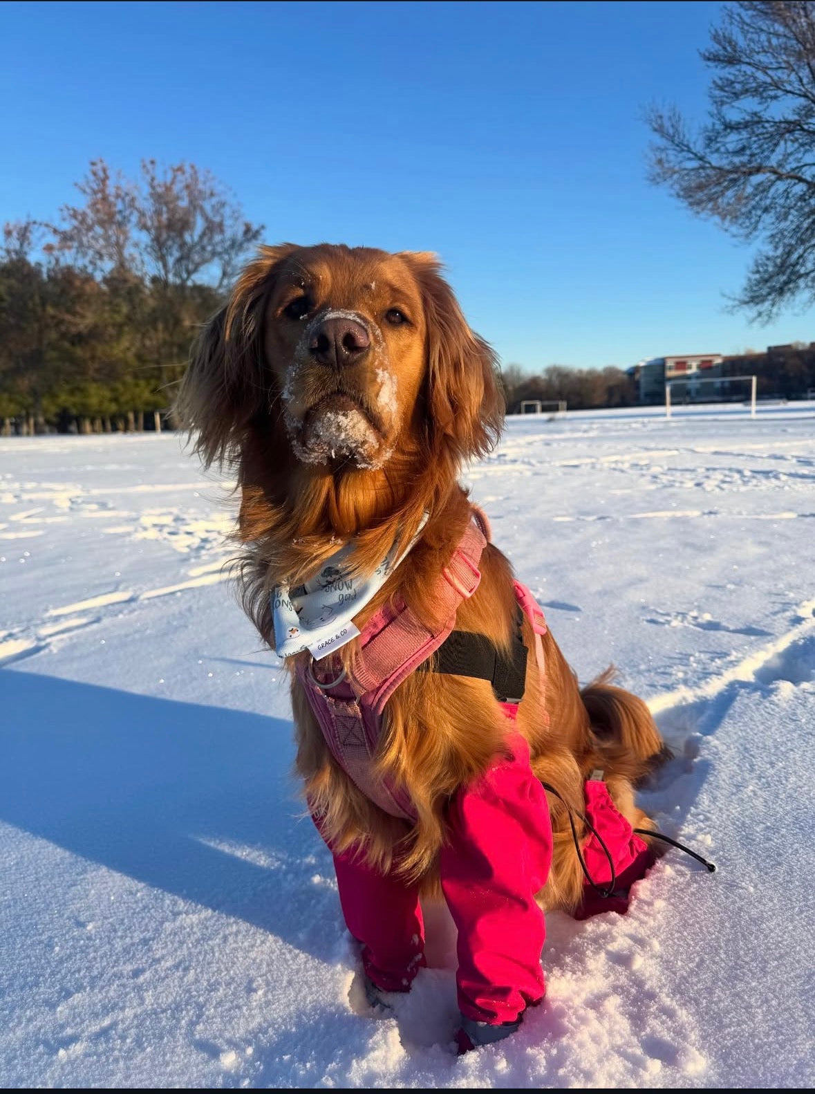 Up to Snow Good: 2 in 1, double sided dog bandana