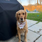Nice Buns: Reversible, 2 in 1 Dog Bandana