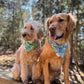 Main Squeeze, 2 in 1 Dog Bandana