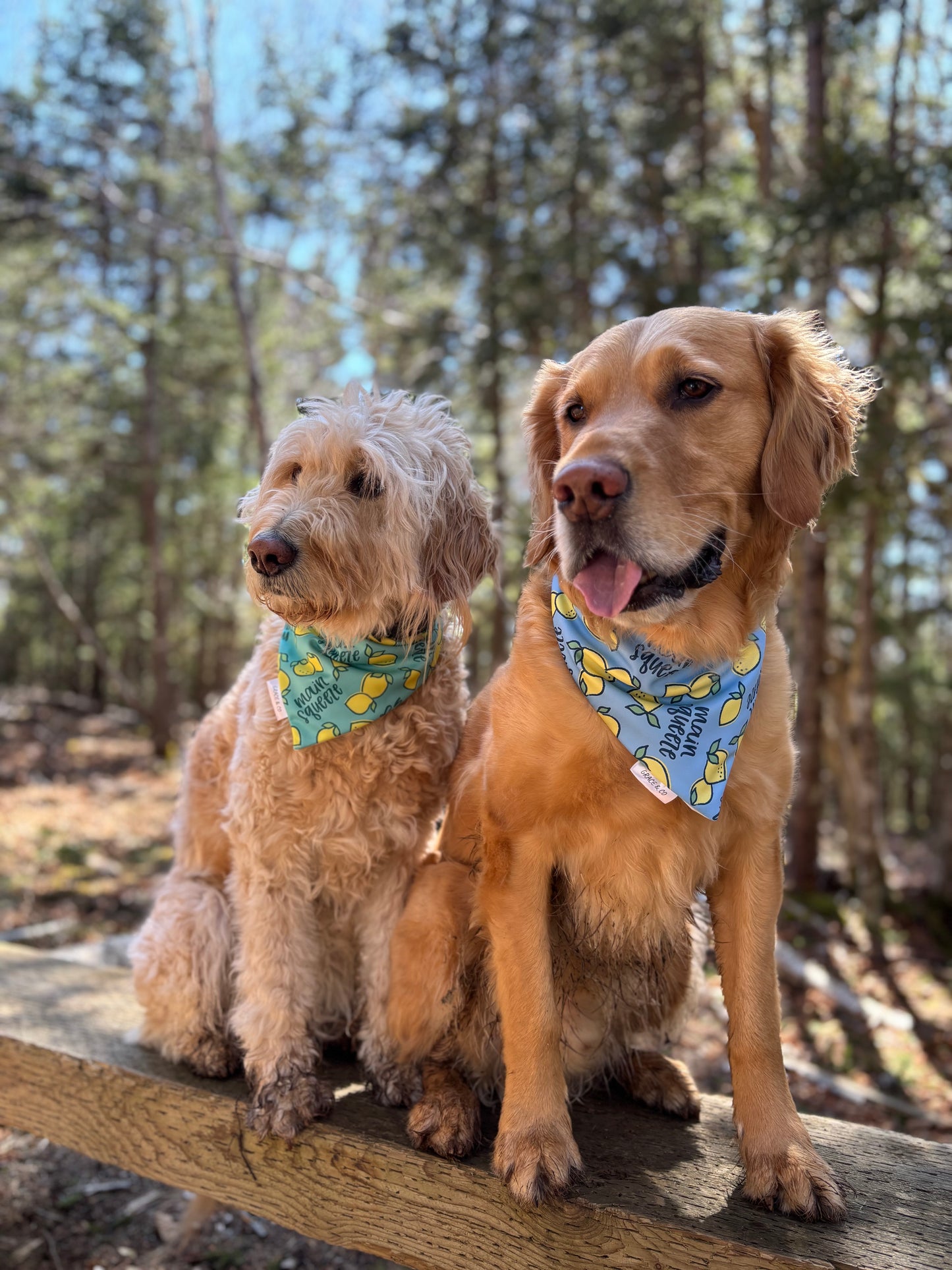 Main Squeeze, 2 in 1 Dog Bandana