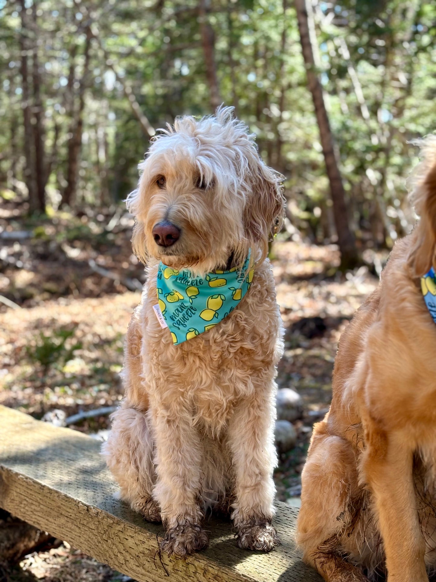 Main Squeeze, 2 in 1 Dog Bandana