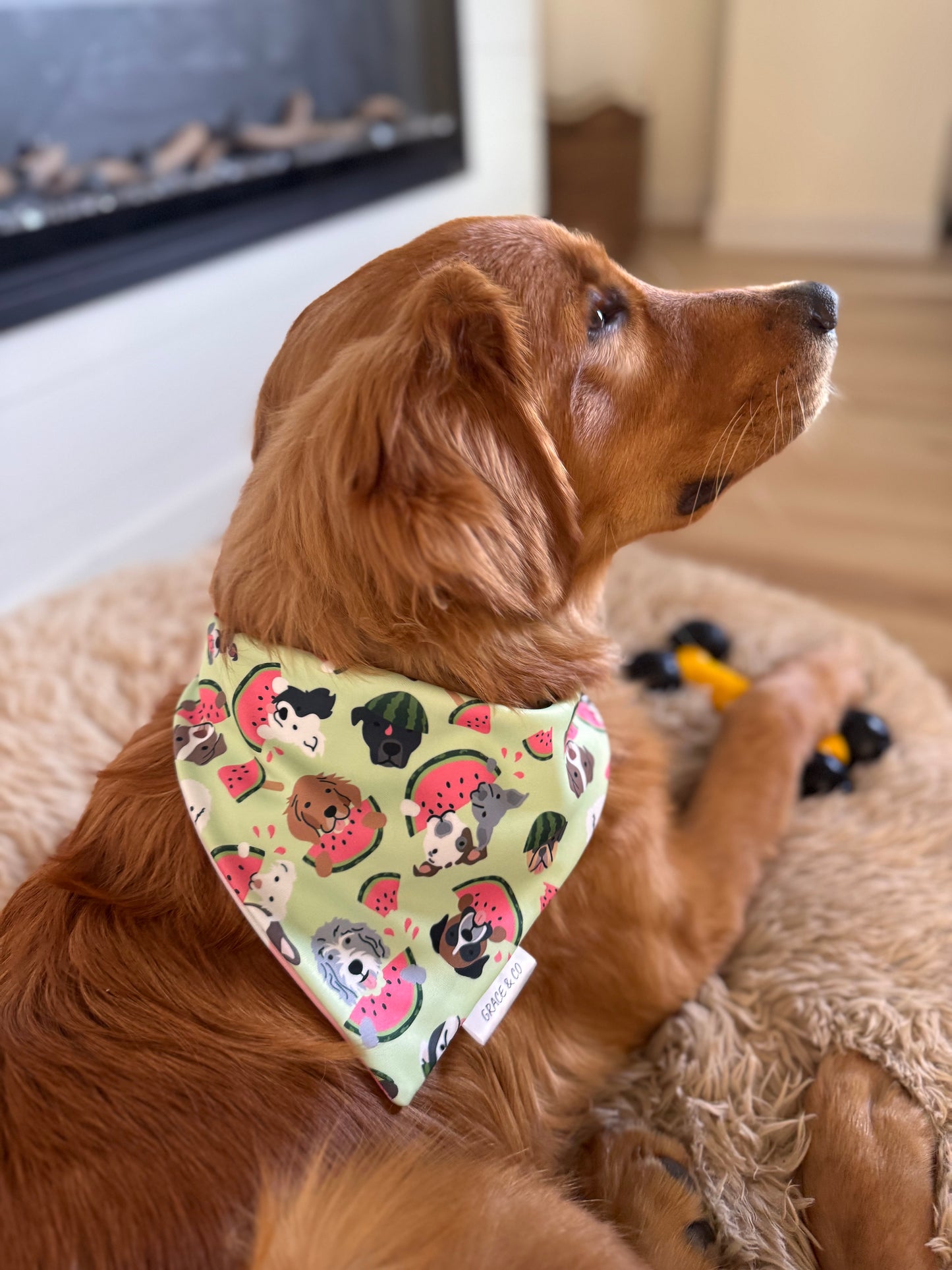Watermelon Pups: 2 in 1, Water Resistant Dog Bandana