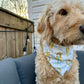 Summer Ice Coffee: Reversible, 2 in 1 Dog Bandana