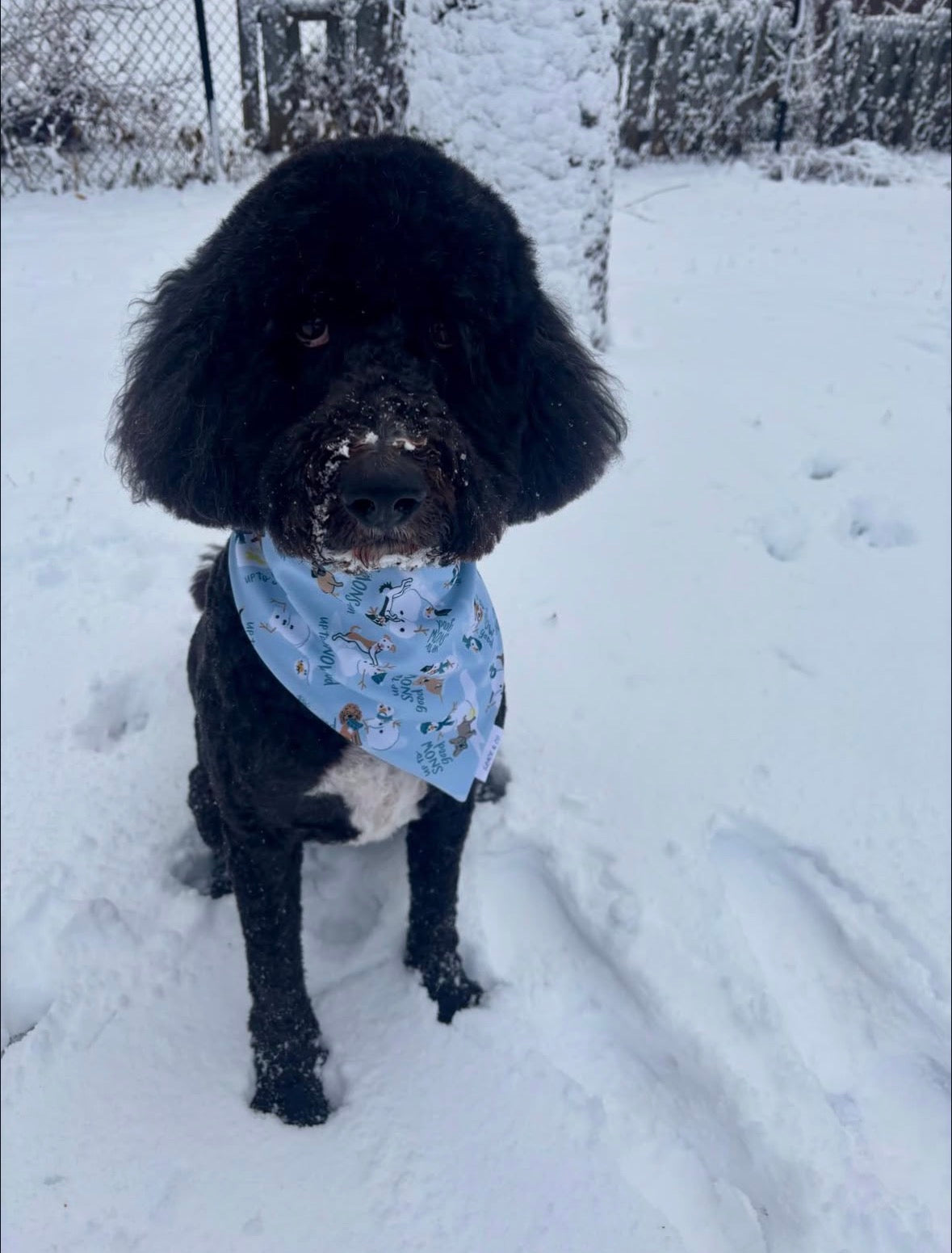 Up to Snow Good: 2 in 1, double sided dog bandana