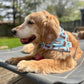 Pup Icecream Sandwiches: 2 in 1, Water Resistant, Dog Bandana