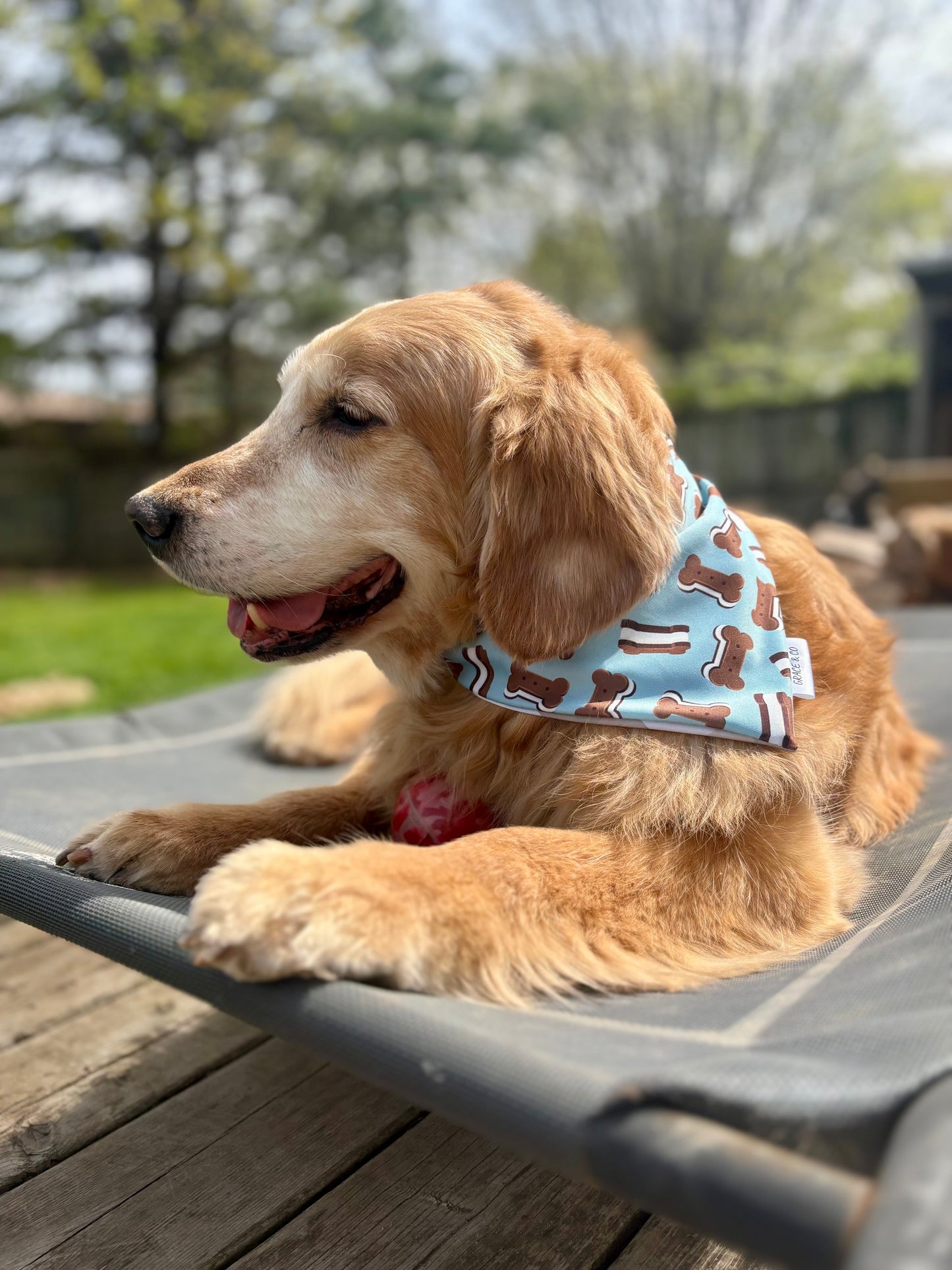 Pup Icecream Sandwiches: 2 in 1, Water Resistant, Dog Bandana