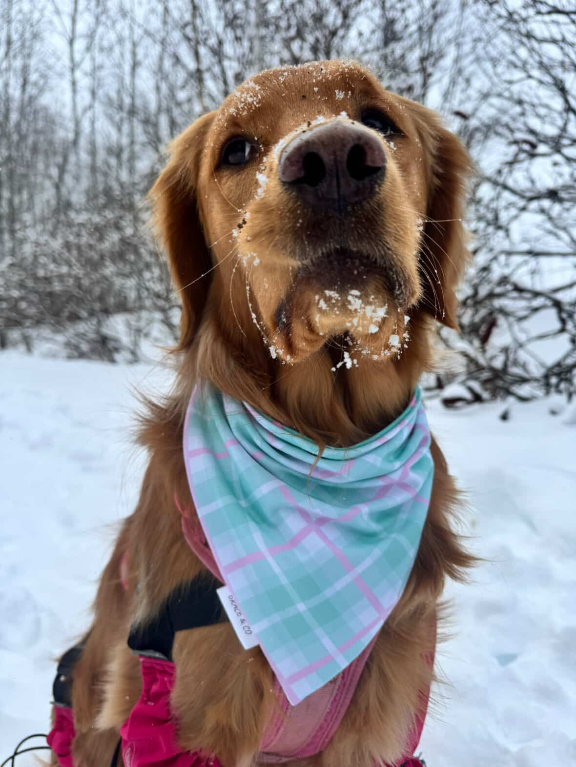 I’m A Sucker For You; 2 in 1 Pup Bandana