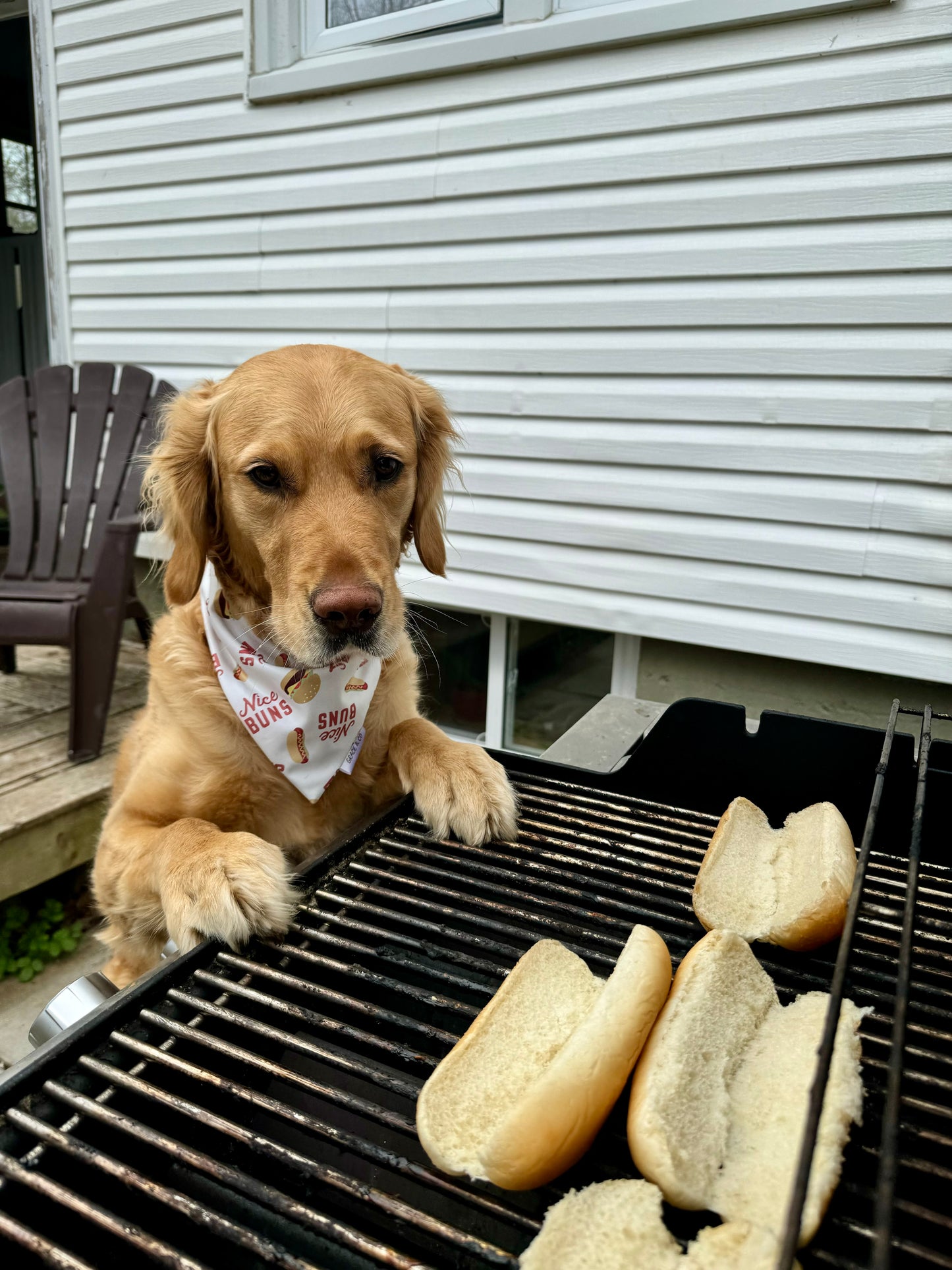 Nice Buns: Reversible, 2 in 1 Dog Bandana