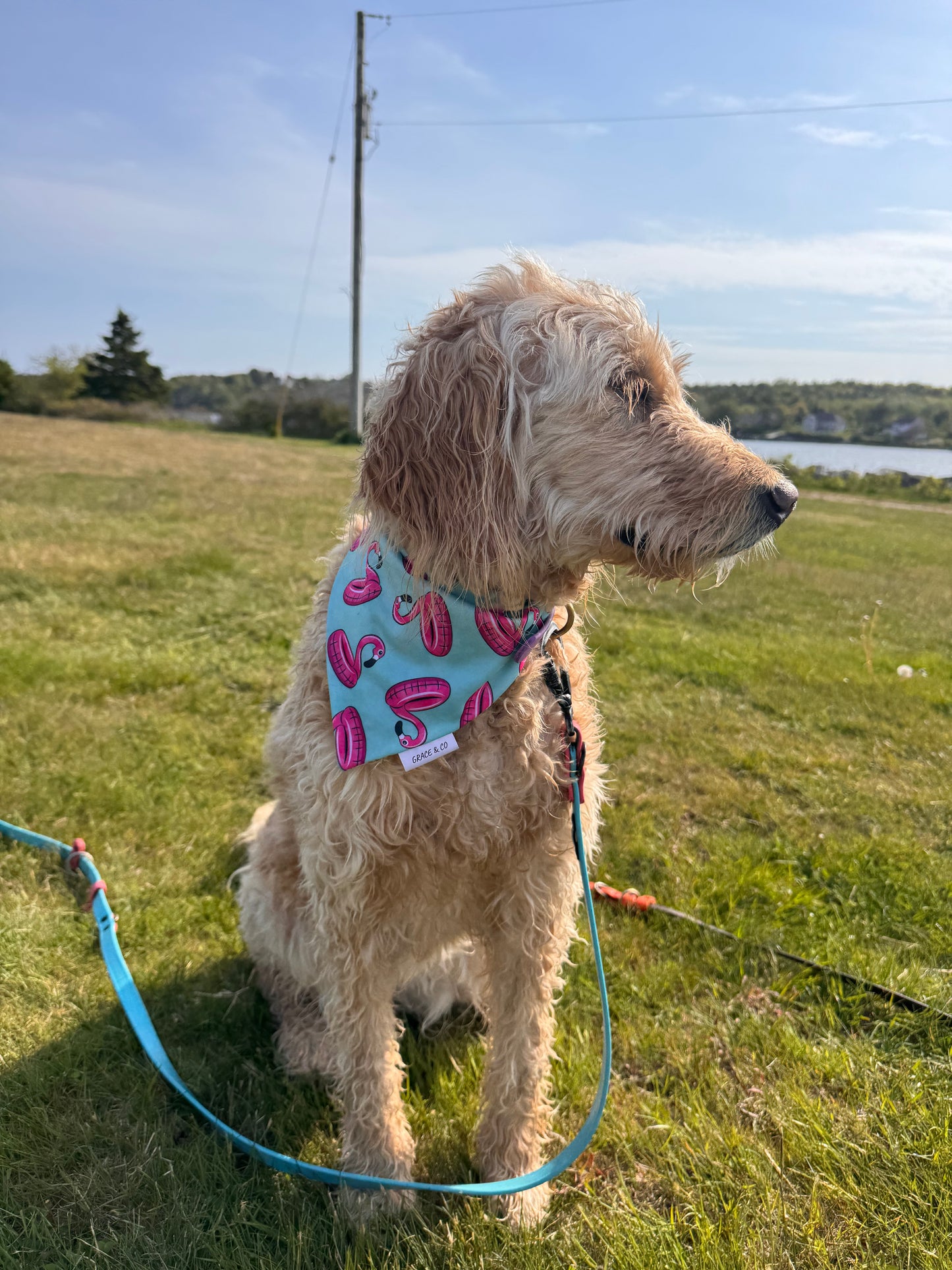 Summer Flamingos: 2 in 1, Water Resistant Pup Bandana