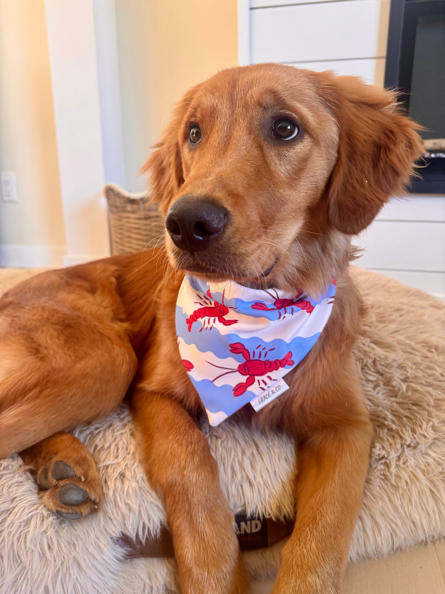 Lobster Love: 2 in 1, Water Resistant Dog Bandana