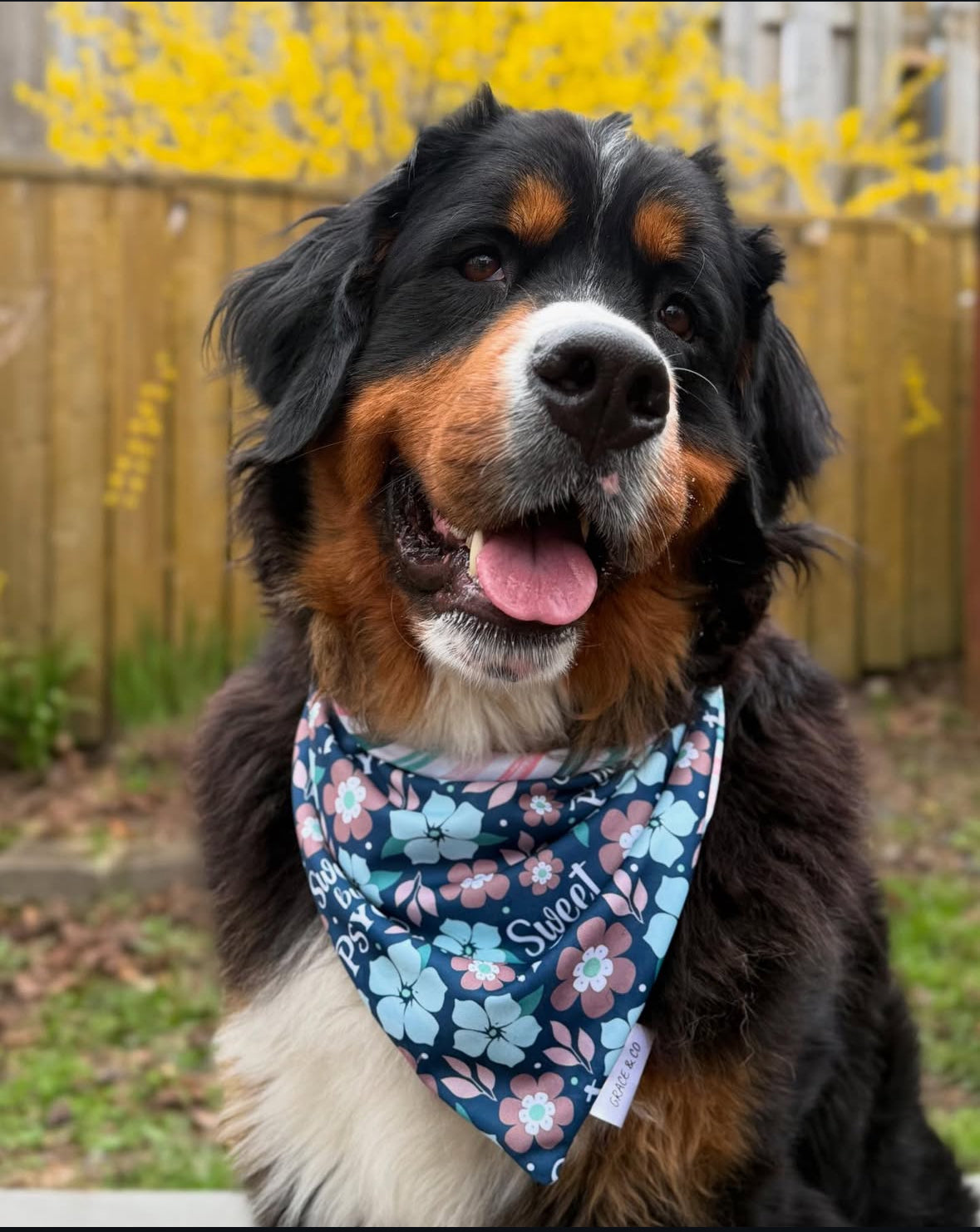 Sweet But A Psycho, 2 in 1 Dog Bandana