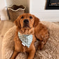 Camping Buddy: 2 in 1, Water Resistant Dog Bandana