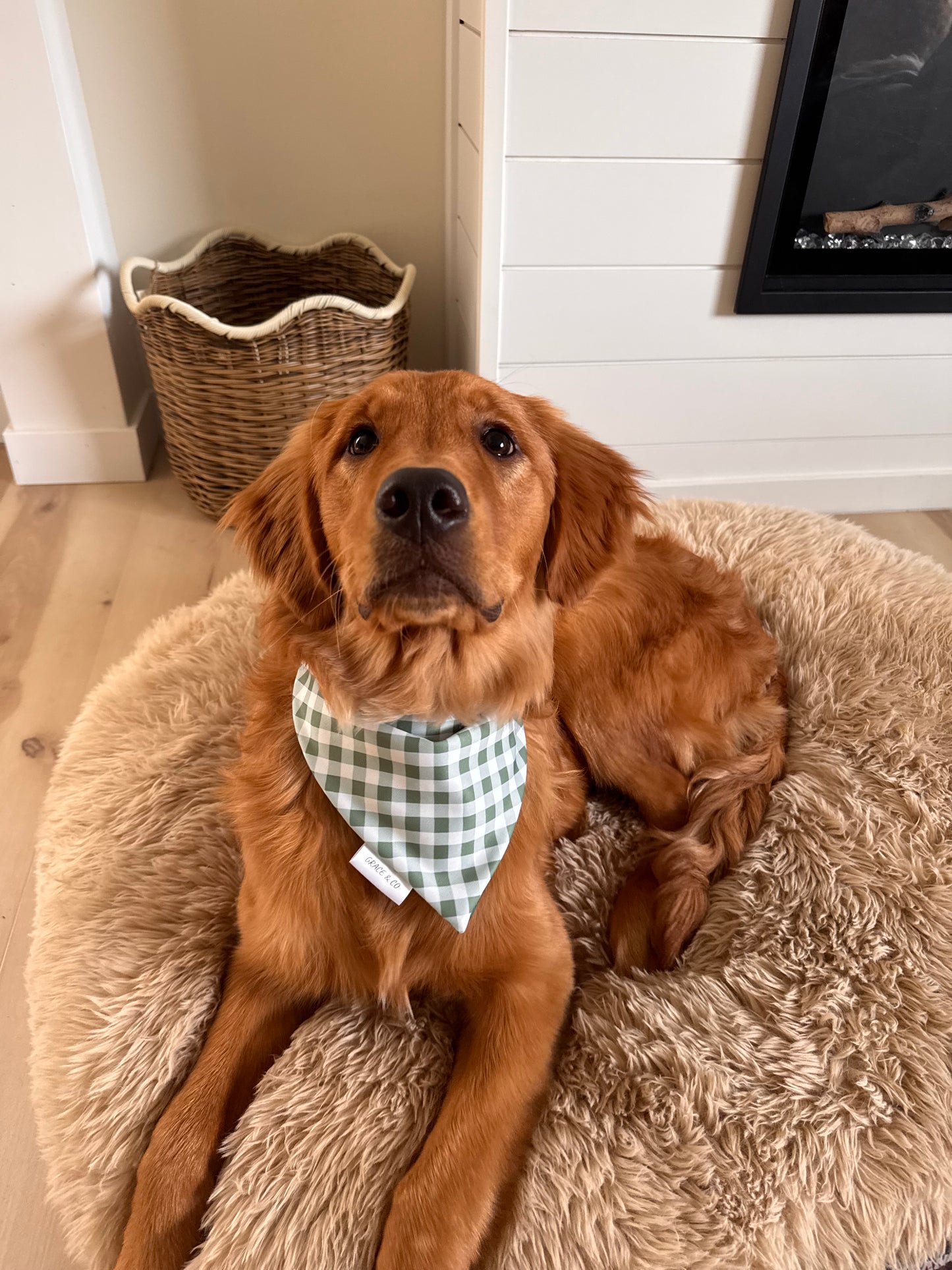 Camping Buddy: 2 in 1, Water Resistant Dog Bandana