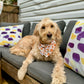 Summer Fruit, 2 in 1 Dog Bandana