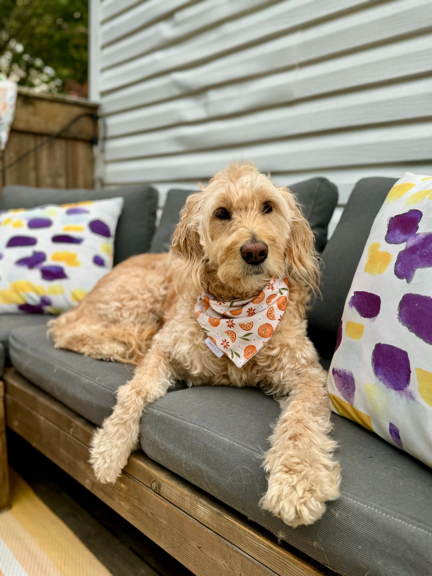 Summer Fruit, 2 in 1 Dog Bandana