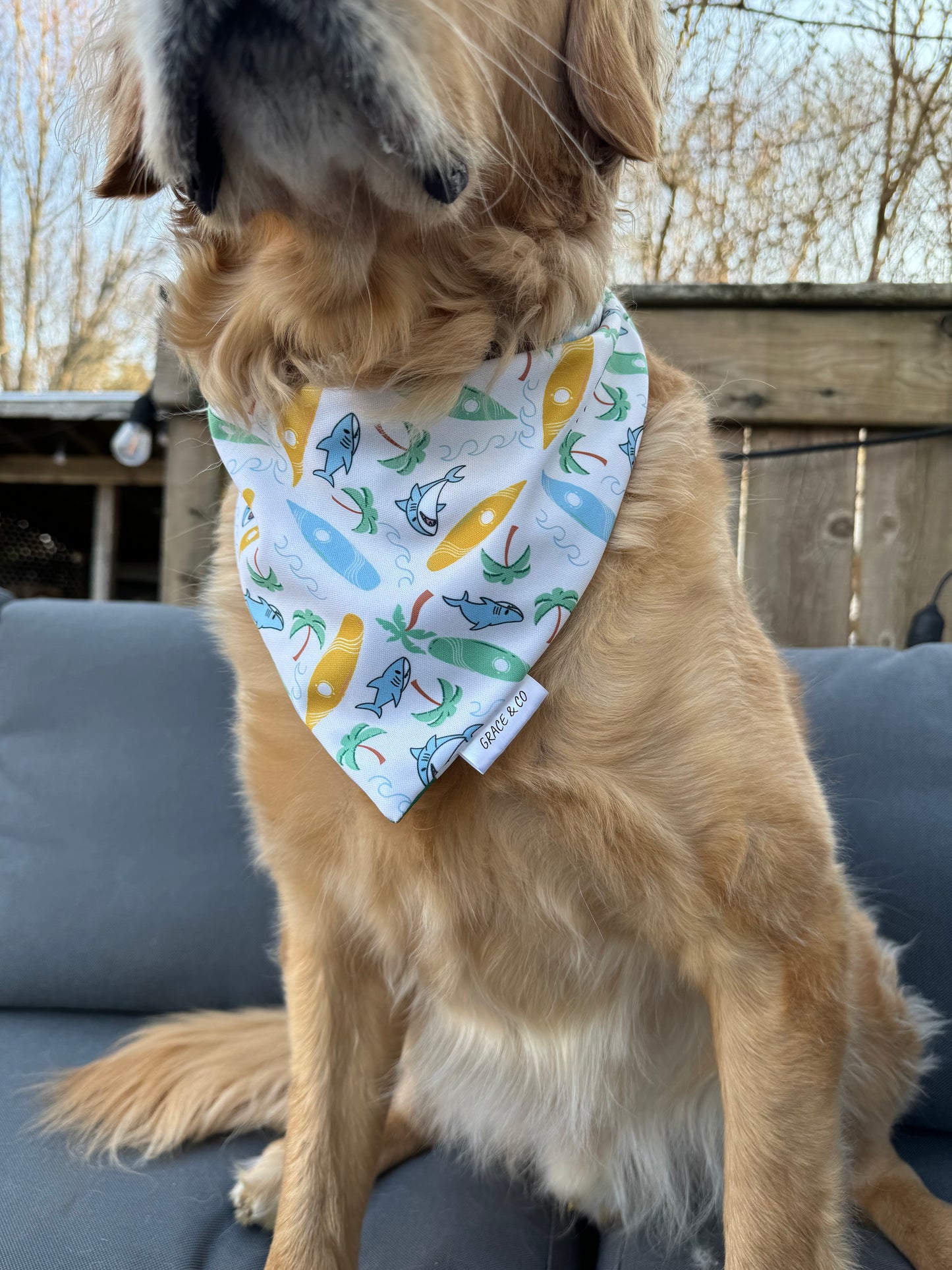 Beach Shark: Reversible, 2 in 1 Dog Bandana