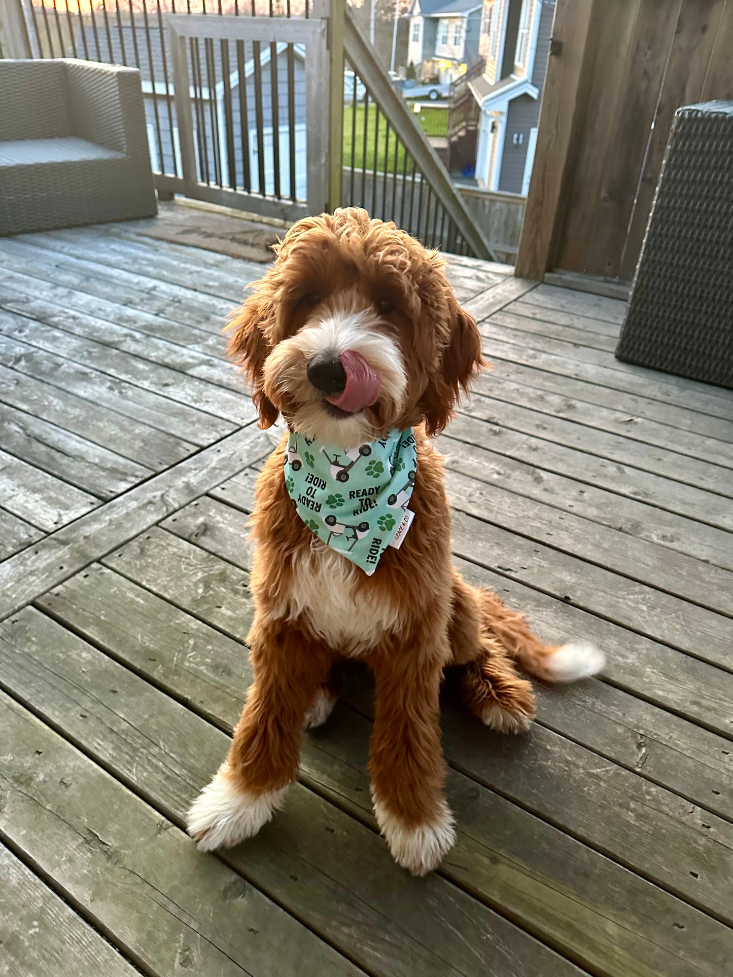 Golf & Baseball Fanatic, 2 in 1 Dog Bandana