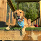 Floaties: Reversible, 2 in 1 Dog Bandanas