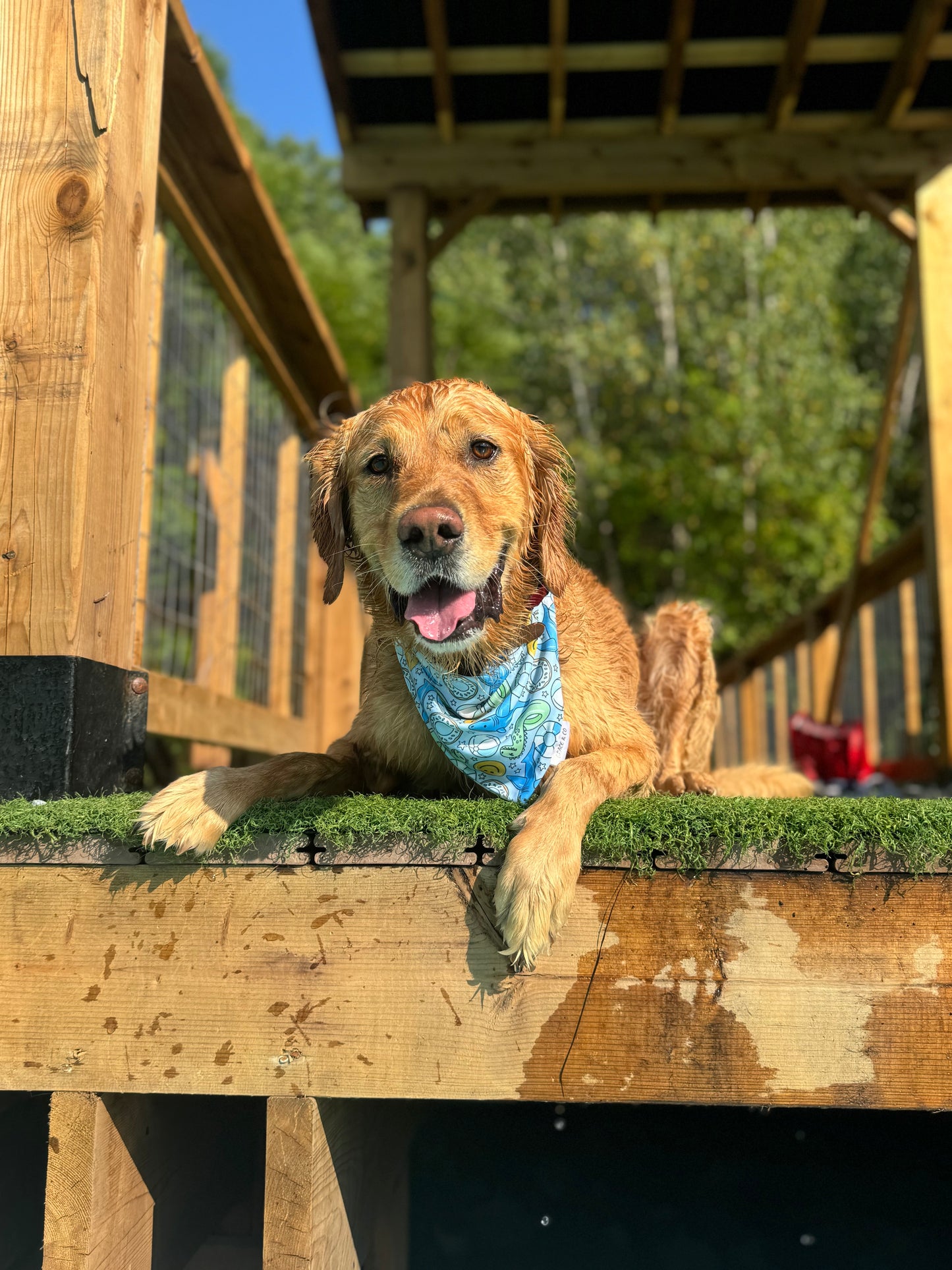 Floaties: Reversible, 2 in 1 Dog Bandanas