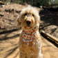 Summer Fruit, 2 in 1 Dog Bandana