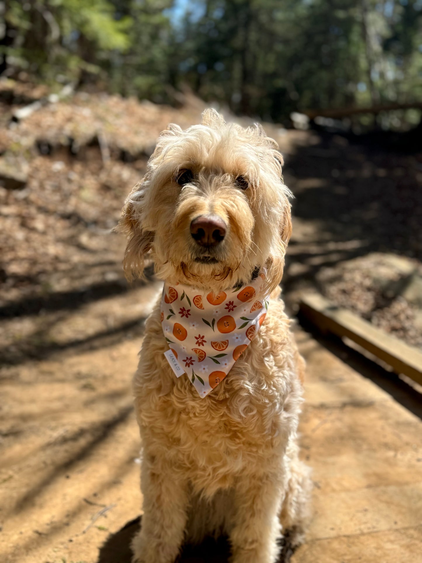 Summer Fruit, 2 in 1 Dog Bandana