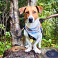 You Want A Piece Of Me?: Pumpkin Pie Double sided dog bandana; water resistant