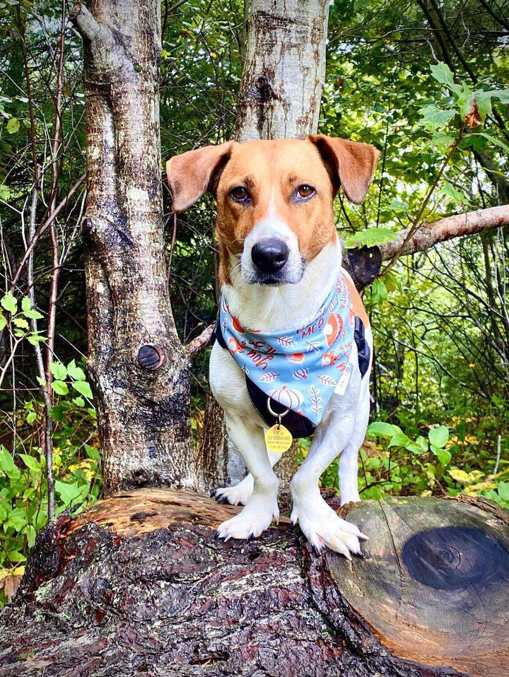 You Want A Piece Of Me?: Pumpkin Pie Double sided dog bandana; water resistant