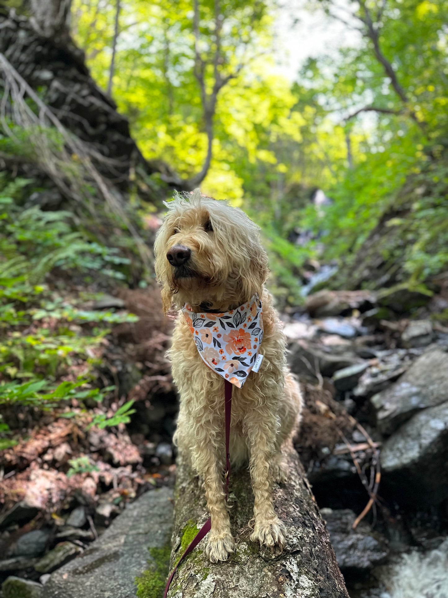Watercolour Flowers, 2 in 1 dog bandana; water resistant
