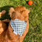 Camping Buddy: 2 in 1, Water Resistant Dog Bandana