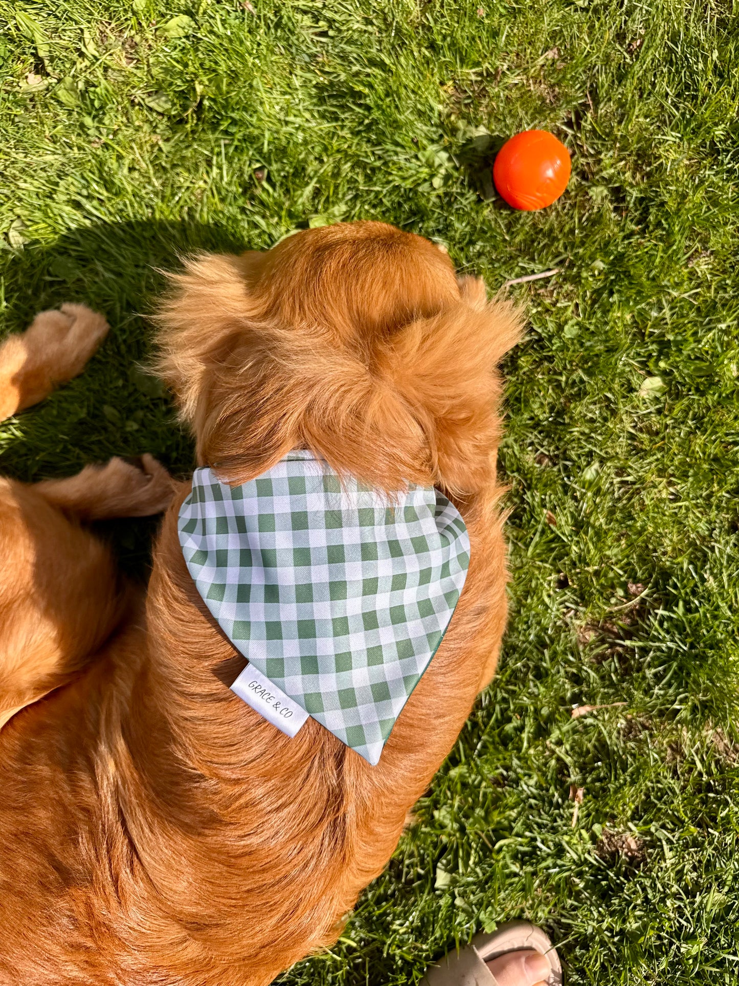 Camping Buddy: 2 in 1, Water Resistant Dog Bandana