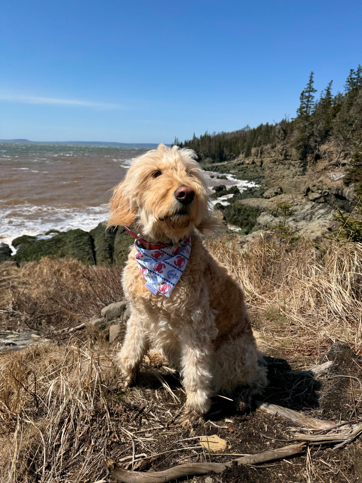 East Coast Nautical, Reversible, 2 in 1 Dog Bandana