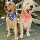 Hey Boo; 2 in 1 Double Sided Dog Bandanas