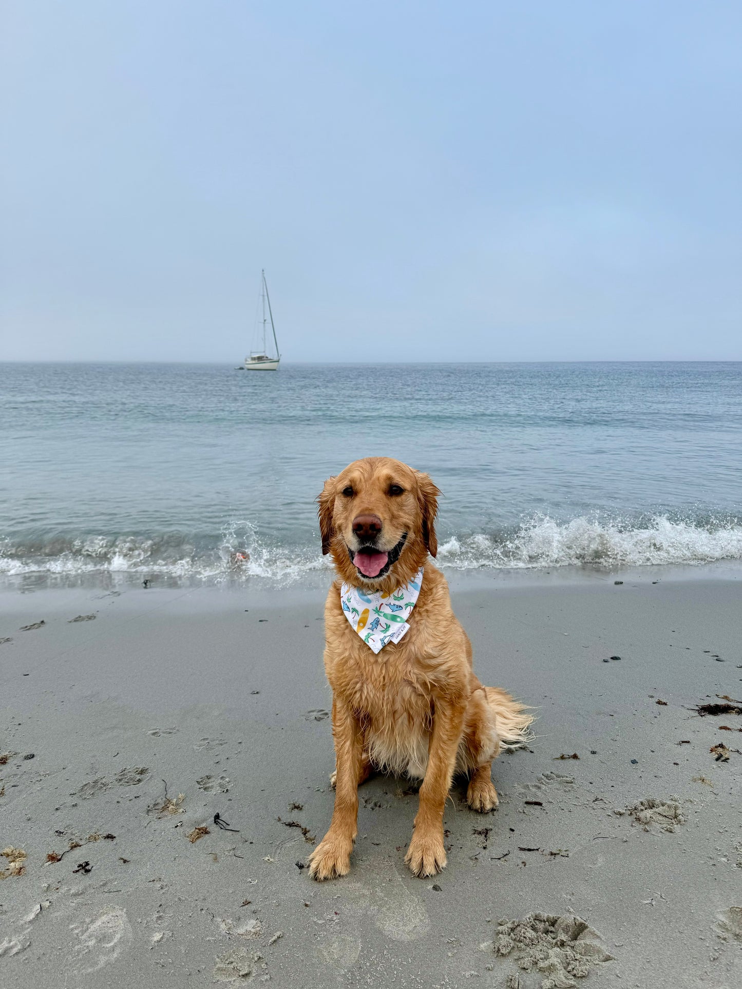 Beach Shark: Reversible, 2 in 1 Dog Bandana