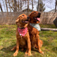 Lobster Love: 2 in 1, Water Resistant Dog Bandana