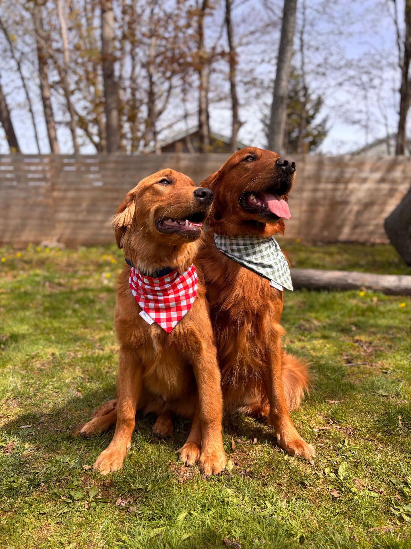 Lobster Love: 2 in 1, Water Resistant Dog Bandana
