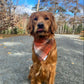 Double Sided Cozy Flannel Dog Bandana