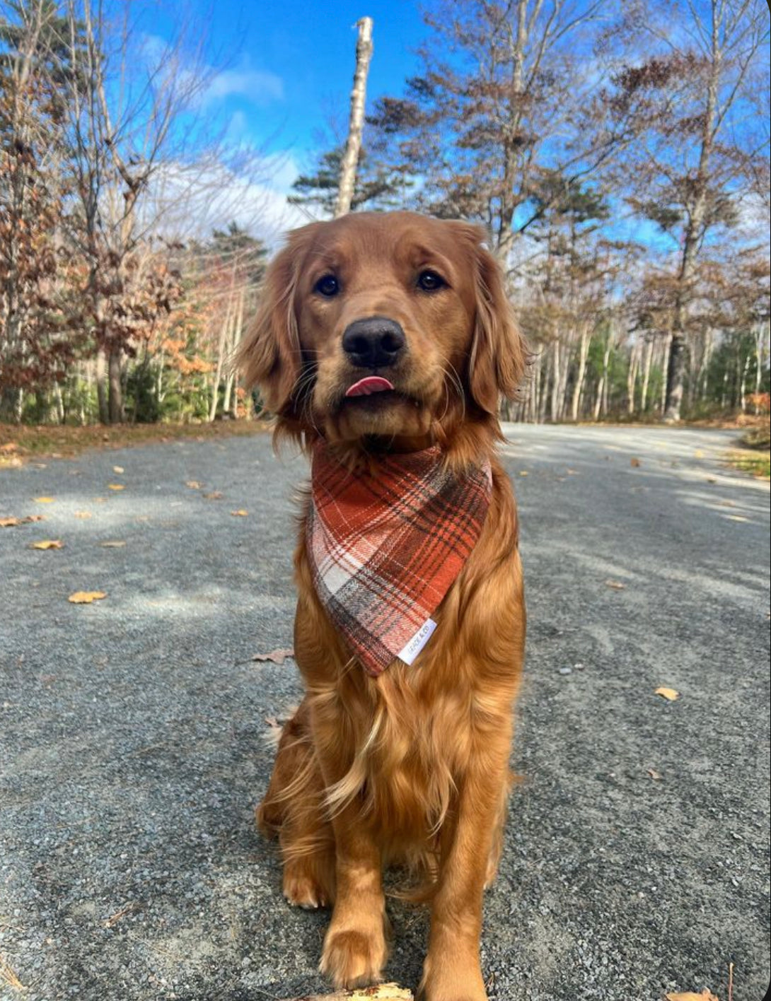 Double Sided Cozy Flannel Dog Bandana
